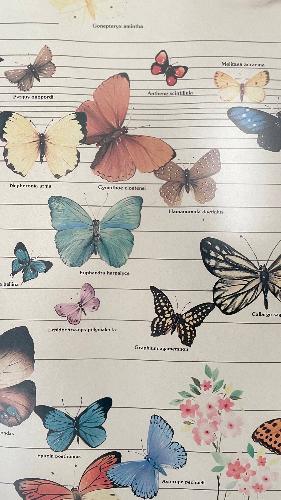 TABLEAU Display BUTTERFLY Italy Vintage