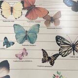 TABLEAU Display BUTTERFLY Italy Vintage