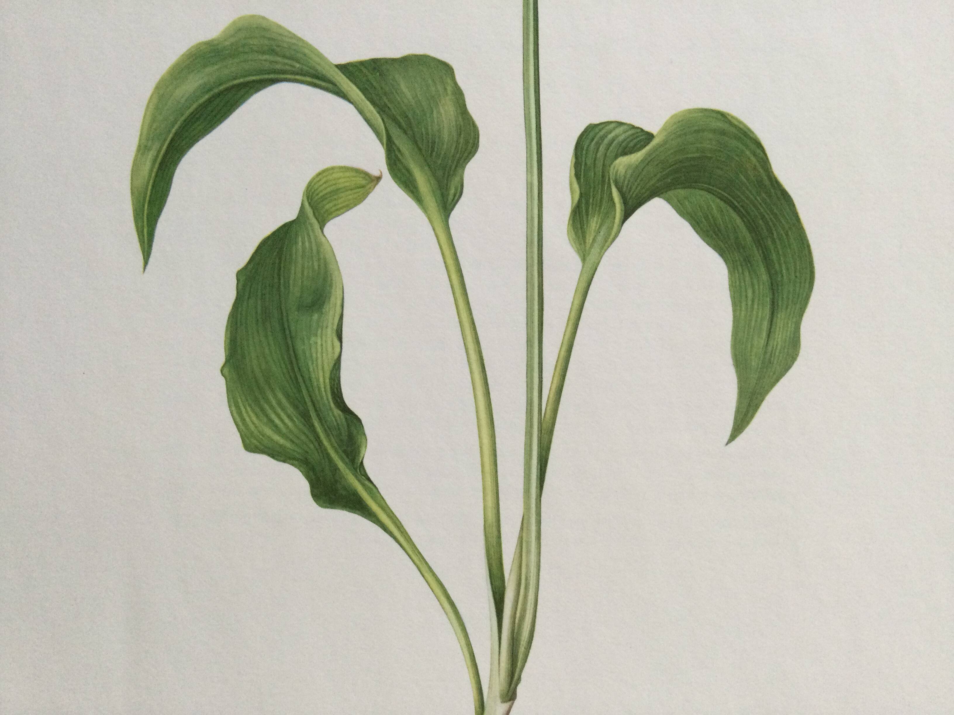 Botanical poster, Old illustration "flowers" from the 60s