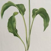 Botanical poster, Old illustration "flowers" from the 60s