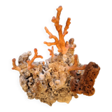 Raw coral branch