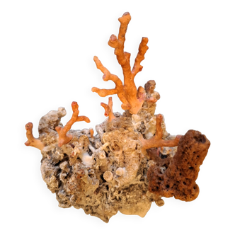 Raw coral branch