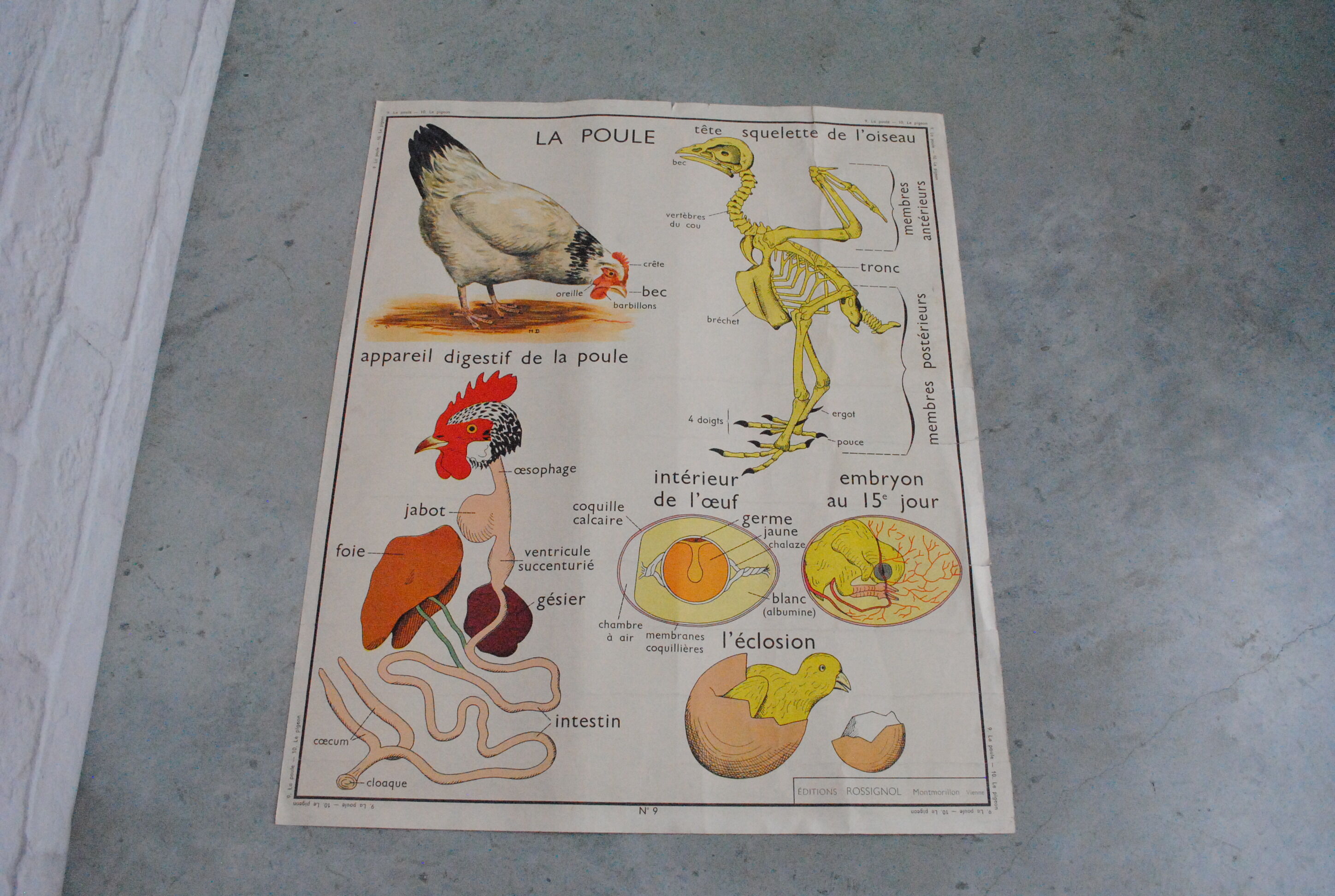 School map The hen and pigeon editions Rossignol