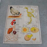 School map The hen and pigeon editions Rossignol