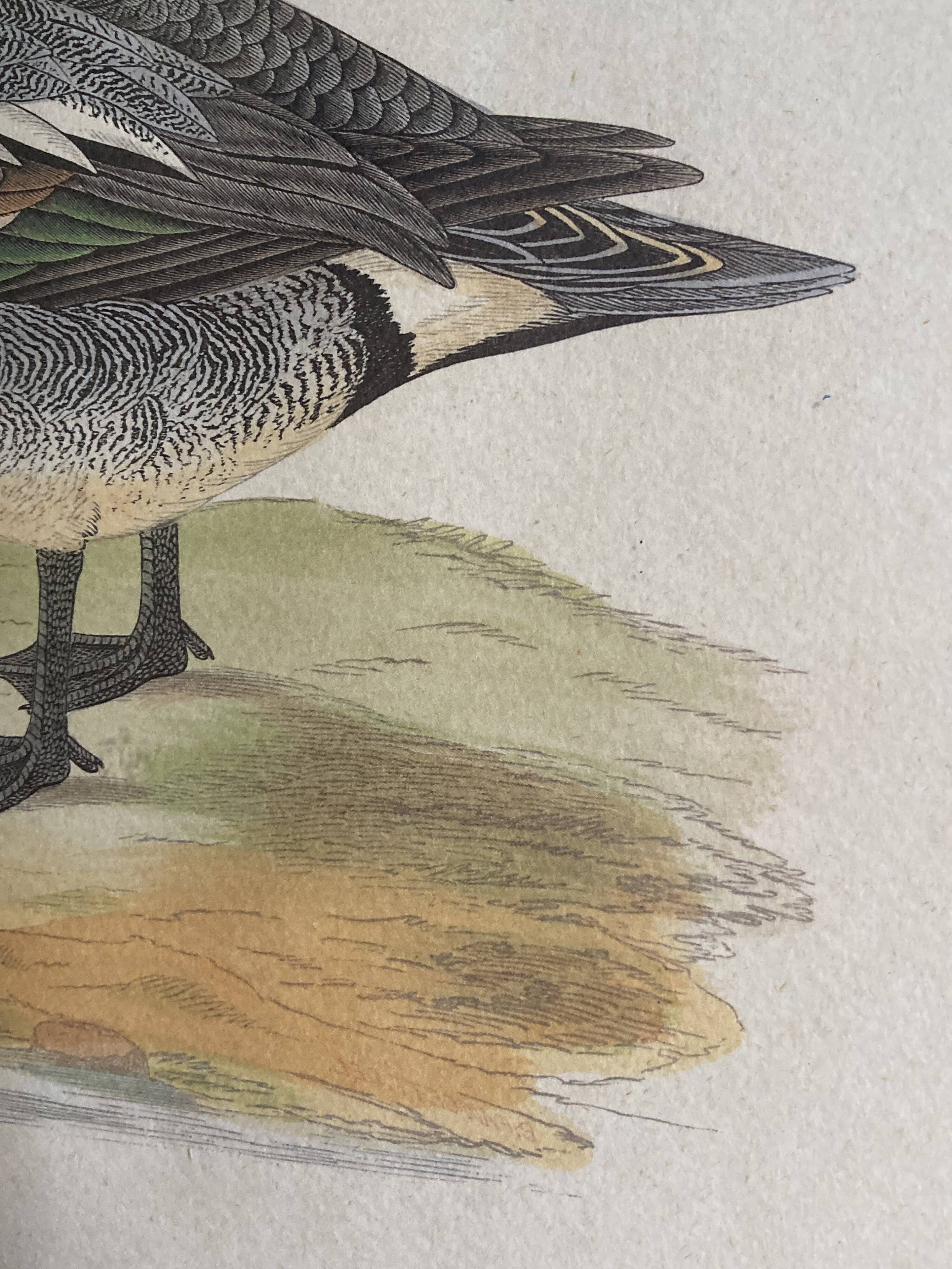 Antique engraving of duck wooden and gilded frame