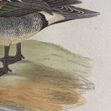 Antique engraving of duck wooden and gilded frame