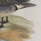 Antique engraving of duck wooden and gilded frame