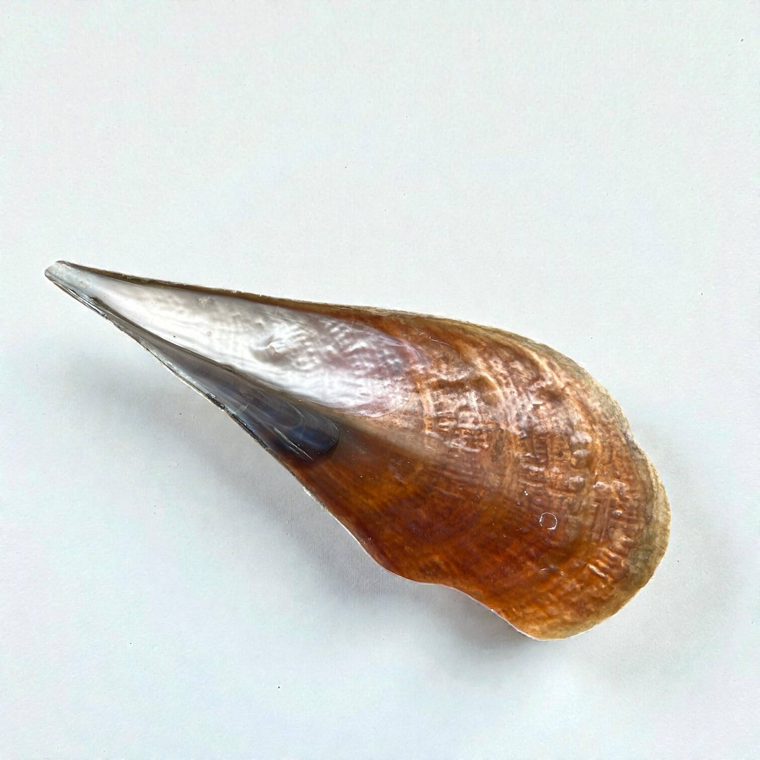 Grande vide-poche nacre sauvage naturel type huître géante Pinna Nobilis