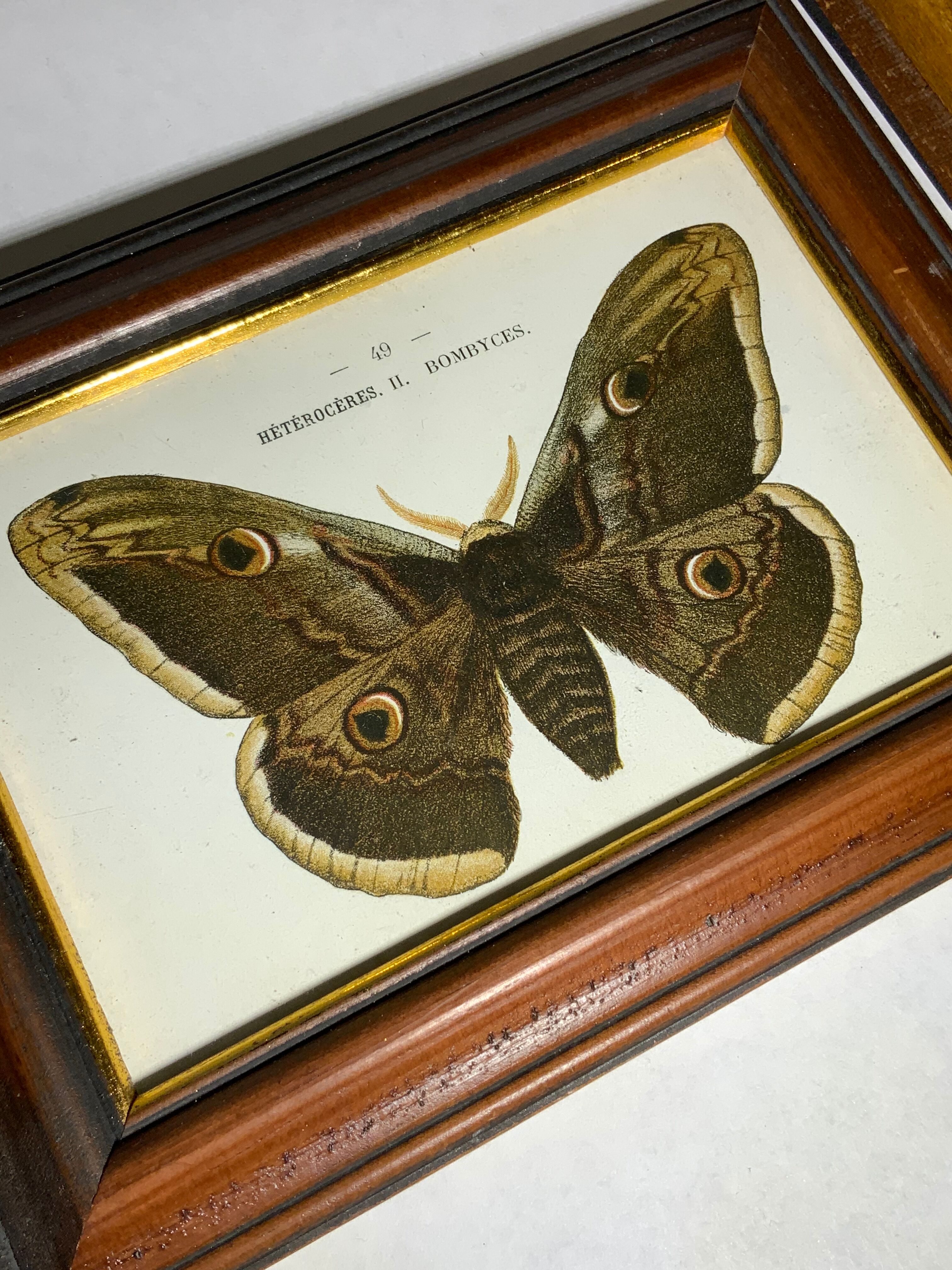 Ancient botanical engraving butterfly framed 1900 G Denise