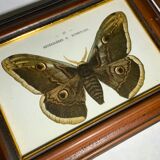Ancient botanical engraving butterfly framed 1900 G Denise