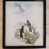 Tableau oiseaux