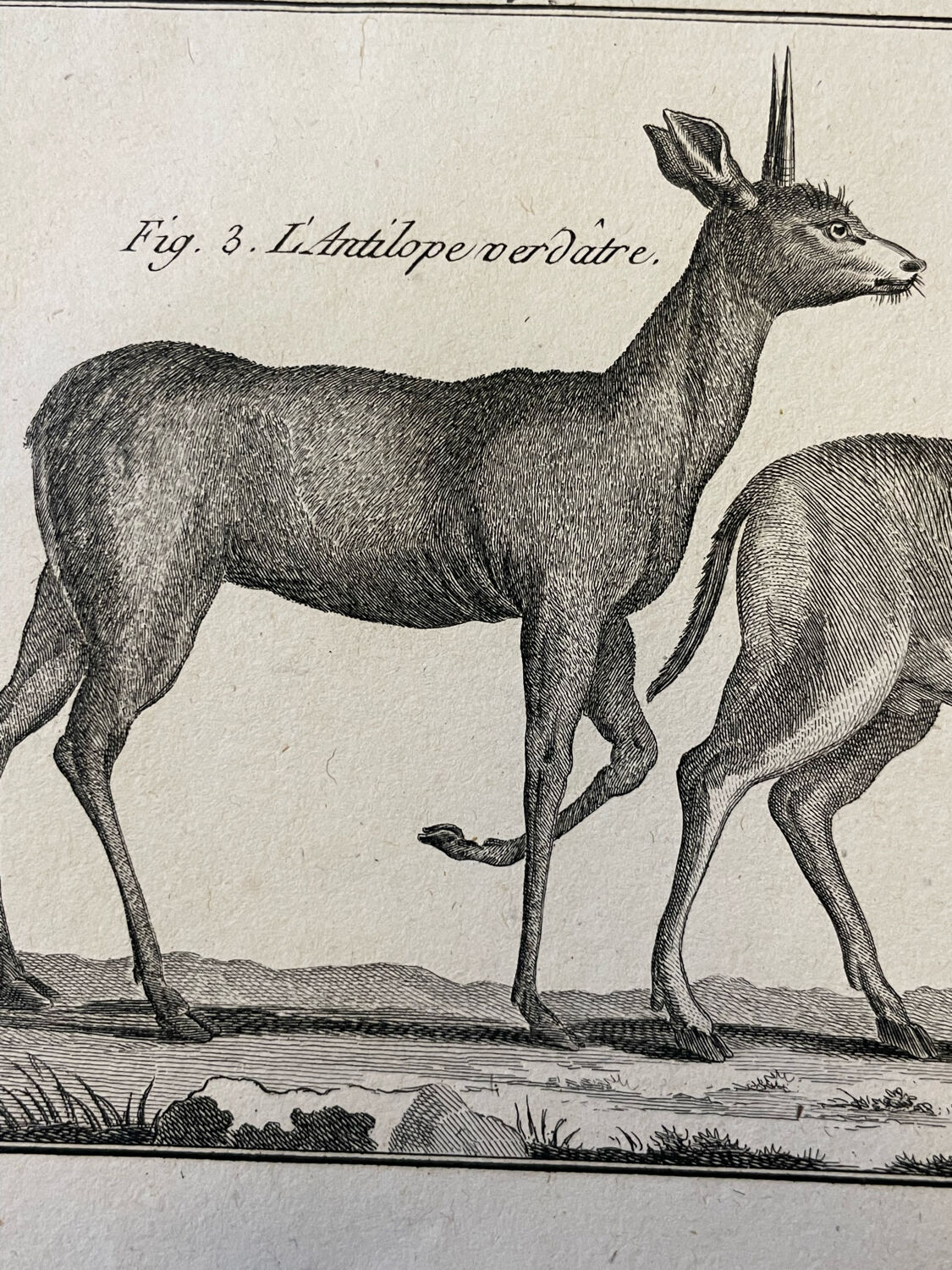 Engraving XVIIIth Buffon