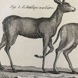 Engraving XVIIIth Buffon