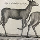 Gravure XVIIIe Buffon