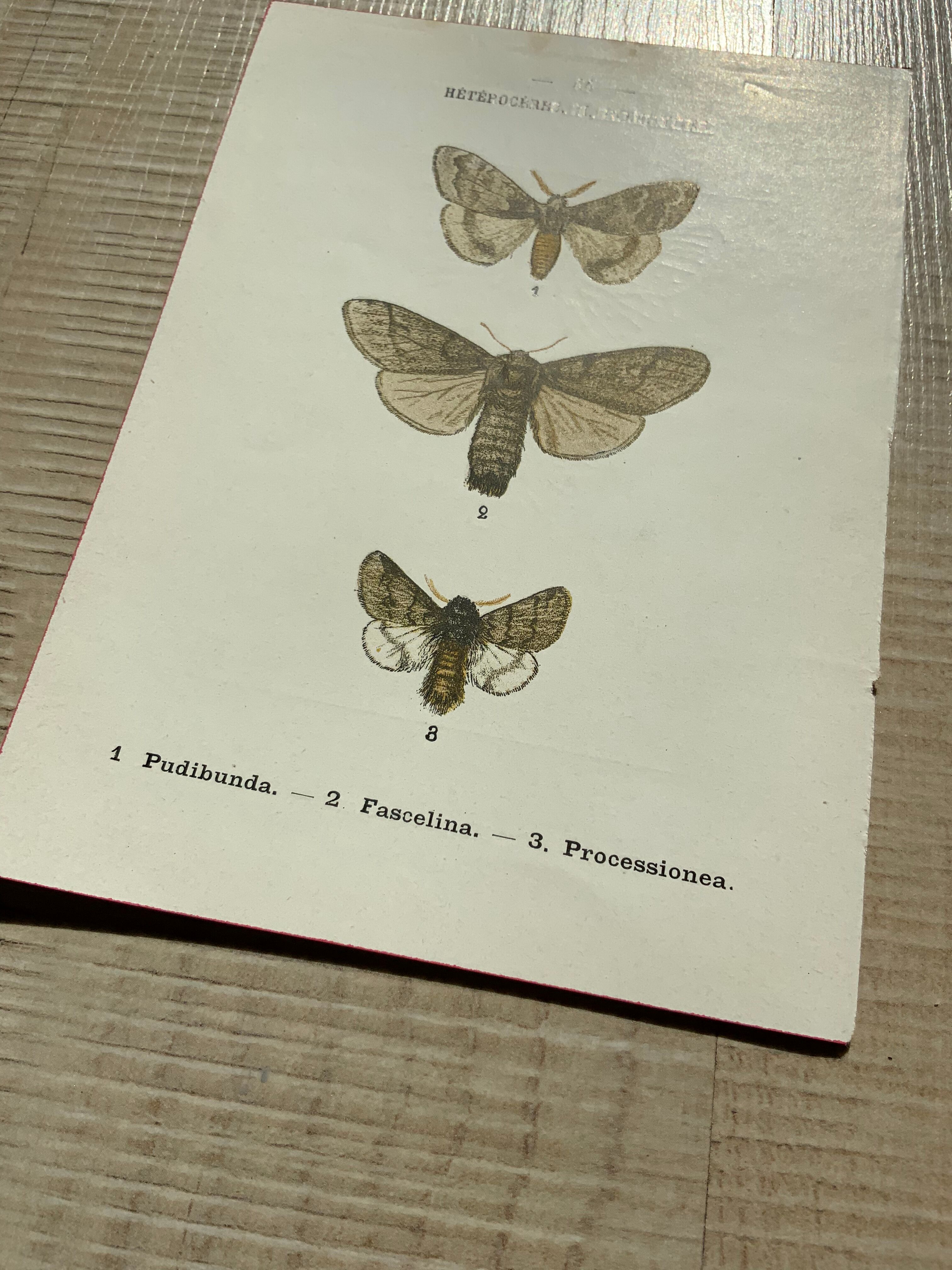 Planche botanique vintage gravure papillon ancienne 1903 double face G. Denise