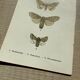 Planche botanique vintage gravure papillon ancienne 1903 double face G. Denise