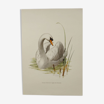 Bird board 60s - Mute Swan - Vintage zoological and ornithological illustration