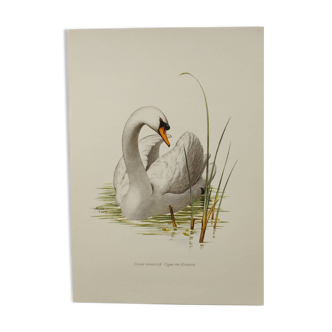 Bird board 60s - Mute Swan - Vintage zoological and ornithological illustration