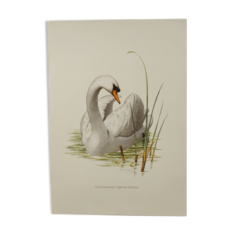 Planche oiseaux Années 60 - Cygne Tuberculé - Illustration zoologique et ornithologique vintage
