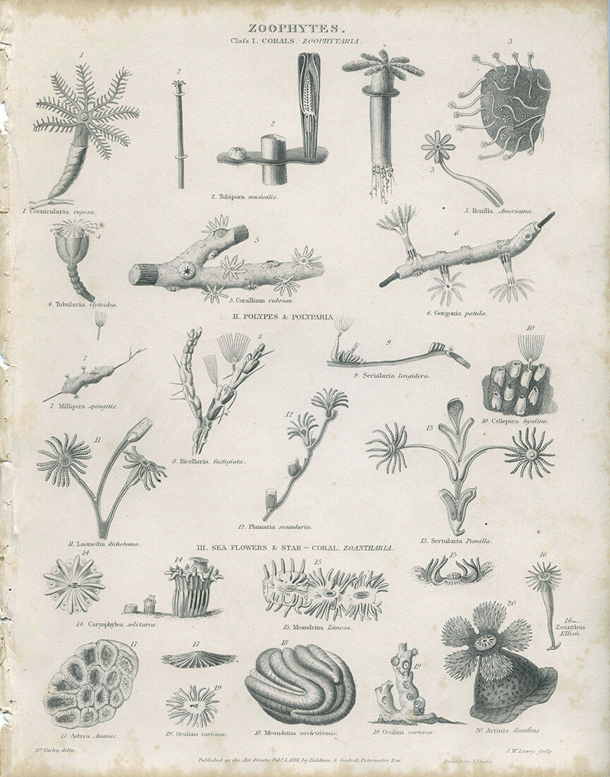 Engraving of marine life: nineteenth century coral