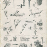 Engraving of marine life: nineteenth century coral