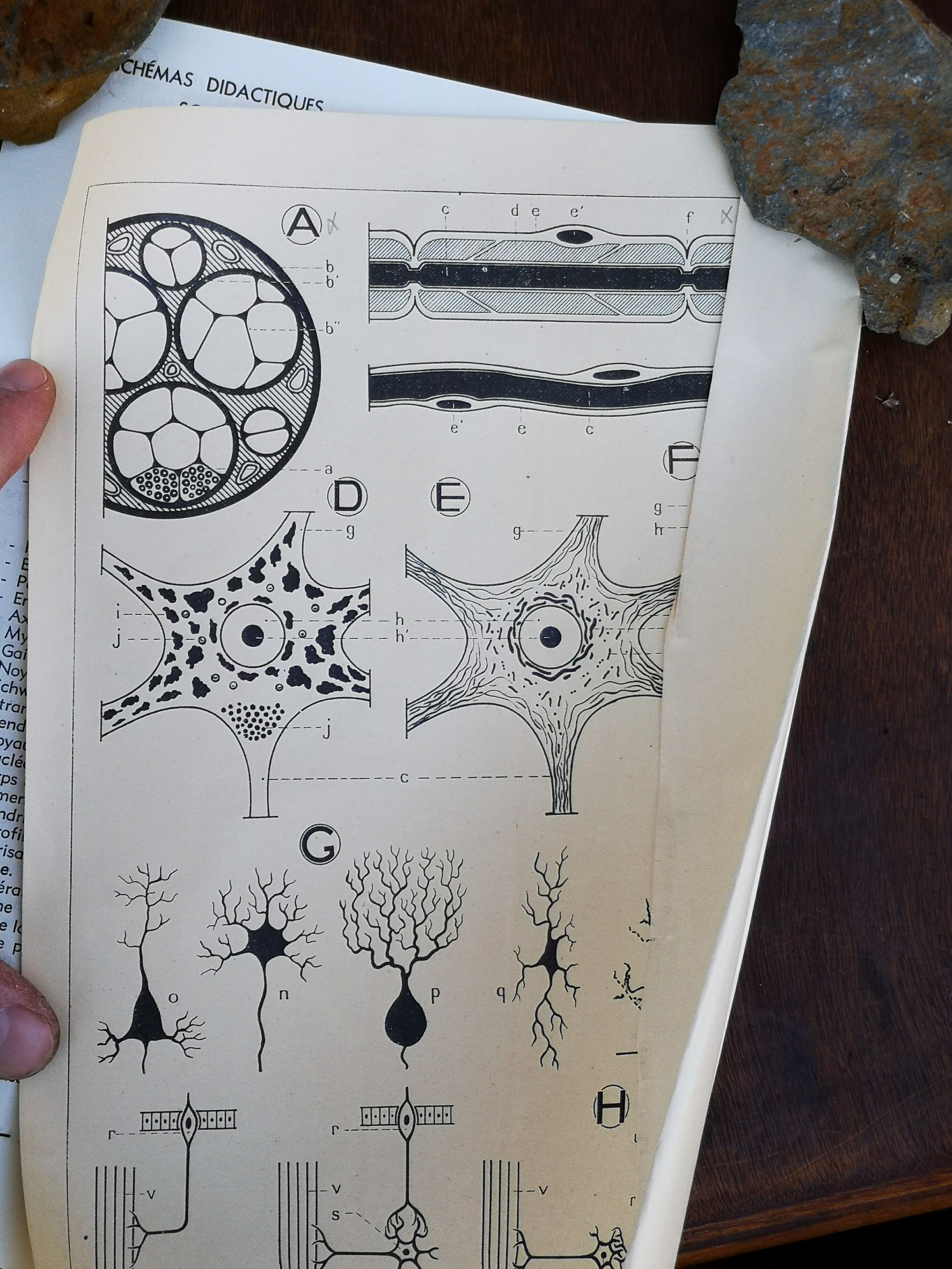 School poster of doctor Auzoux nerve tissue