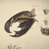 Old engraving from 1838. Bat and Verbena. Original zoological and botanical plate.