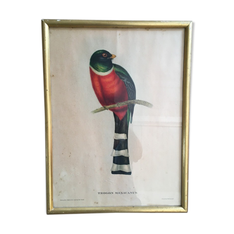 Ornithological Board "Trogon mexicanus" J&E Gould
