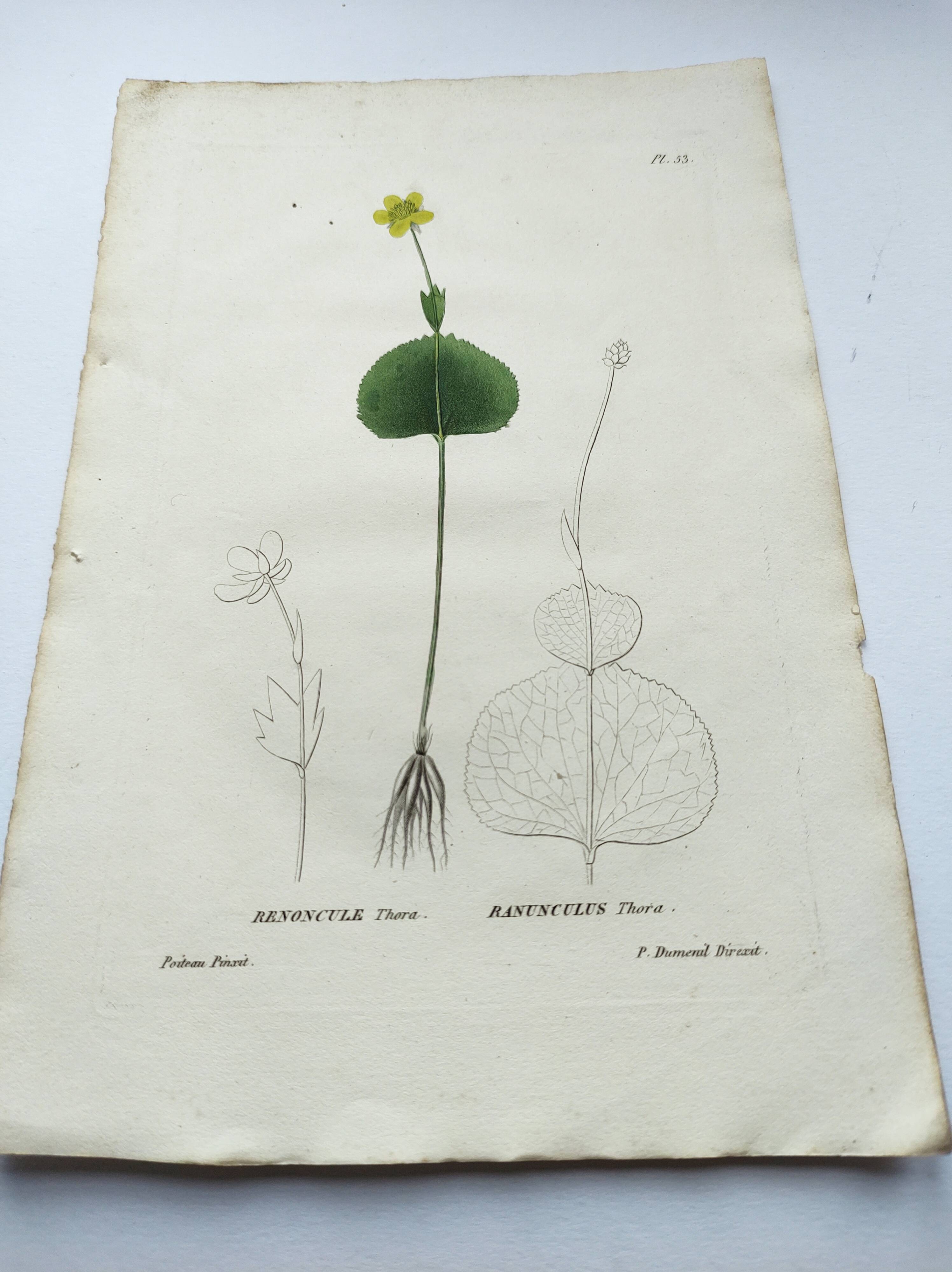 Gravure botanique ancienne de 1829 - Renoncule Thora- Par Pierre-Antoine Poiteau peinte à la main
