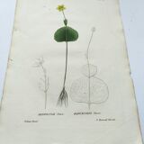 Antique botanical engraving from 1829 - Ranunculus Thora - Hand painted by Pierre-Antoine Poiteau