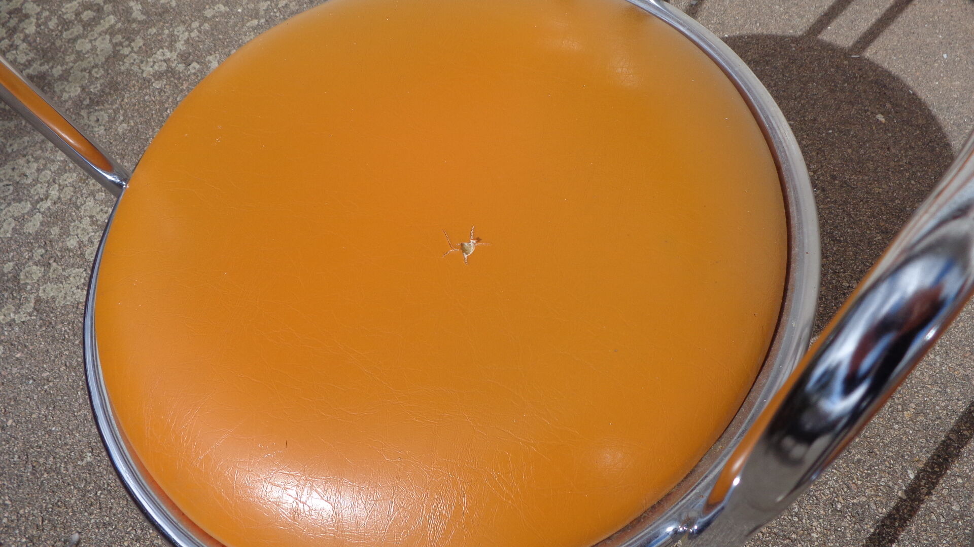 Vintage orange chairs