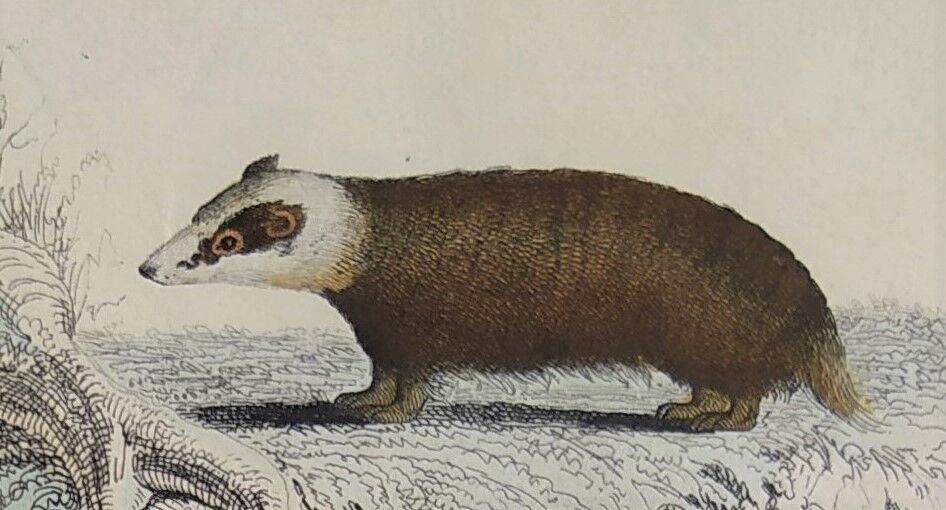 Original zoological illustration "badger, otter, weasel,..." - Buffon 1840