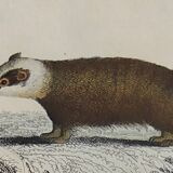 Original zoological board " badger, otter, fouine,... " - buffon 1840