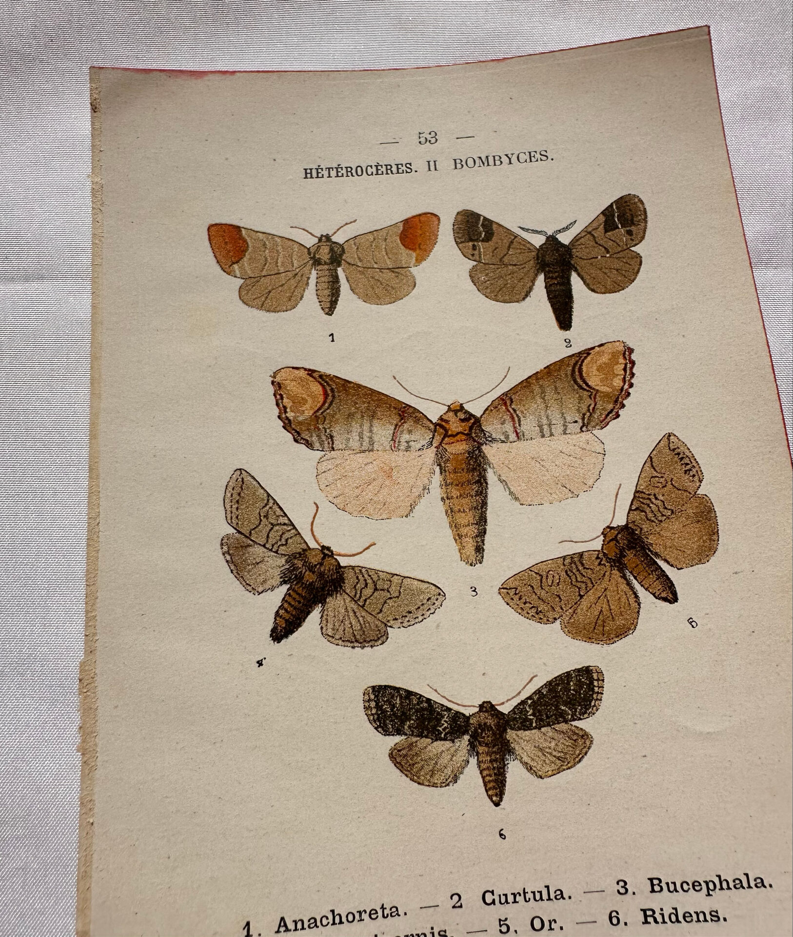 Naturalist engraving Butterfly 19th-century original botanical poster 1800