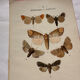 Naturalist engraving Butterfly 19th-century original botanical poster 1800
