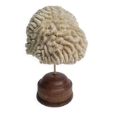 Antique Neptune coral on turned wooden base, 21 cm