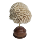 Antique Neptune coral on turned wooden base, 21 cm