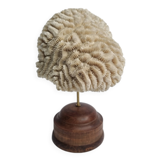 Ancien corail de Neptune sur socle en bois tourné, 21 cm