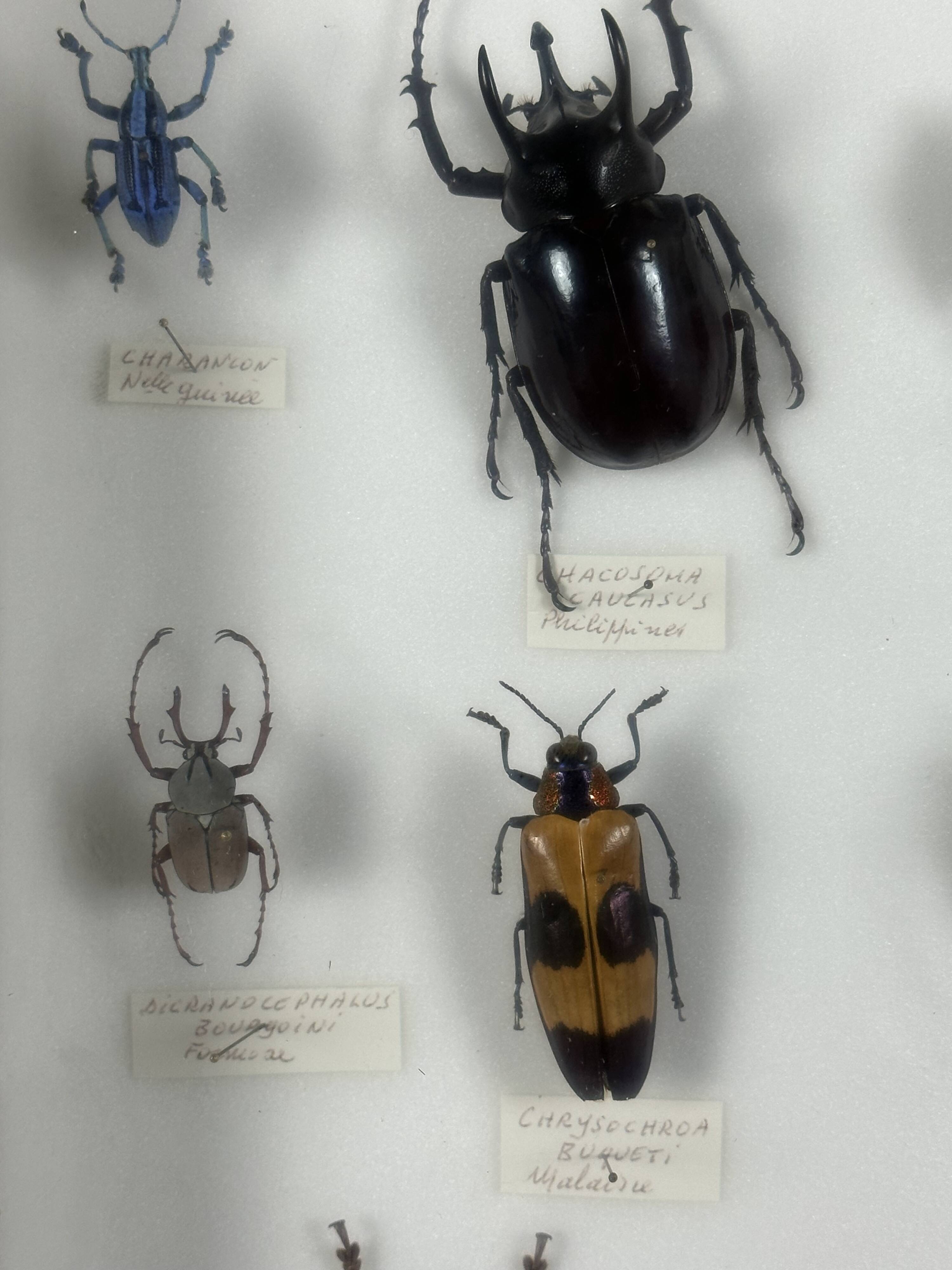 Old entomological insect frame 21 species