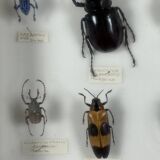 Old entomological insect frame 21 species