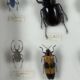 Old entomological insect frame 21 species