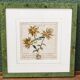 Set of 4 framed prints