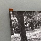 Silver gelatin photograph by Bernard Darot, Light in the Undergrowth, 20th century