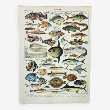 Gravure ancienne 1898, Poissons 1, animaux marins • Lithographie, Planche originale