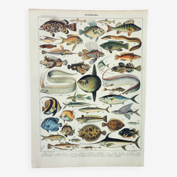 Old engraving 1898, Fish 1, marine animals • Lithograph, Original plate