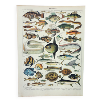 Gravure ancienne 1898, Poissons 1, animaux marins • Lithographie, Planche originale