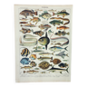 Gravure ancienne 1898, Poissons 1, animaux marins • Lithographie, Planche originale