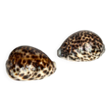 Lot de deux coquillages