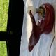 Art deco red enamelled ceramic bird table lamp