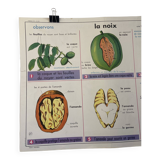 Vintage educational poster